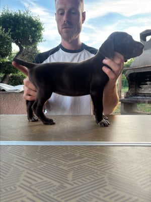 Les chiots de Braque allemand à poil court