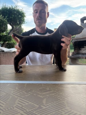 Les chiots de Braque allemand à poil court