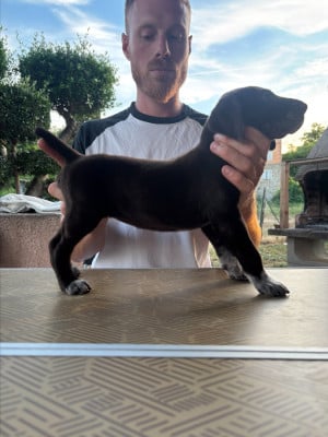 Les chiots de Braque allemand à poil court