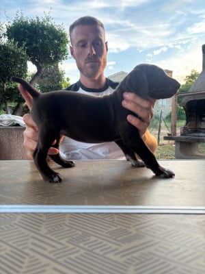 Les chiots de Braque allemand à poil court