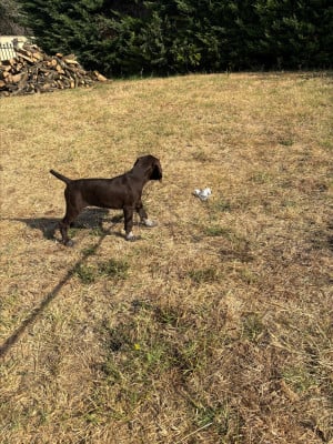 Les chiots de Braque allemand à poil court