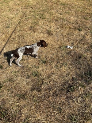 Les chiots de Braque allemand à poil court