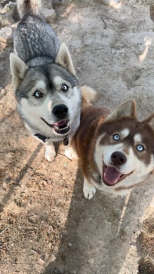 Des Loups De La Sainte Baume