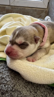 Les chiots de Siberian Husky