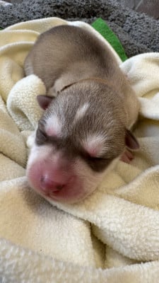 Les chiots de Siberian Husky