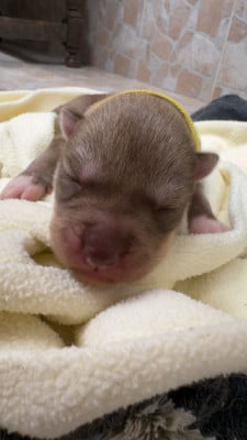 Les chiots de Siberian Husky