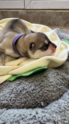 Les chiots de Siberian Husky