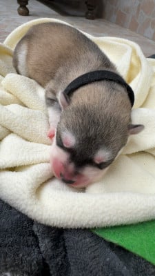 Les chiots de Siberian Husky