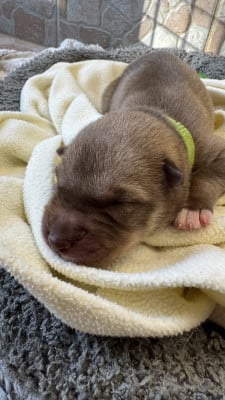 Les chiots de Siberian Husky