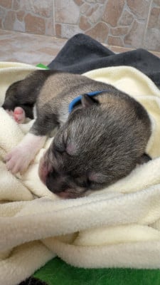 Les chiots de Siberian Husky