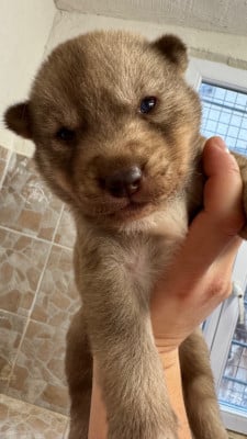 Les chiots de Siberian Husky