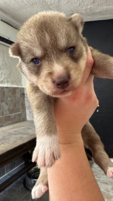 Les chiots de Siberian Husky