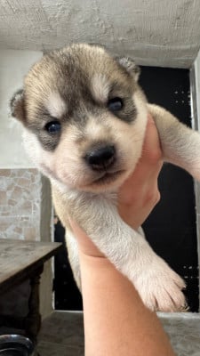 Les chiots de Siberian Husky