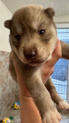 Les chiots de Siberian Husky