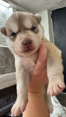 Les chiots de Siberian Husky