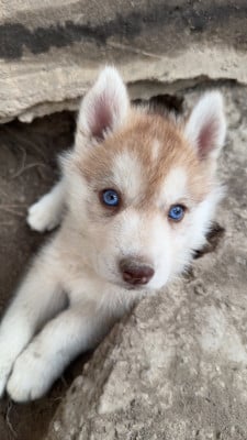 Les chiots de Siberian Husky