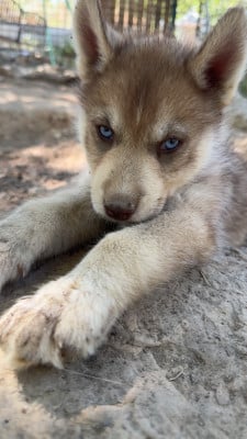 Les chiots de Siberian Husky