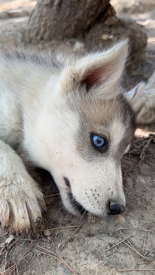 Les chiots de Siberian Husky