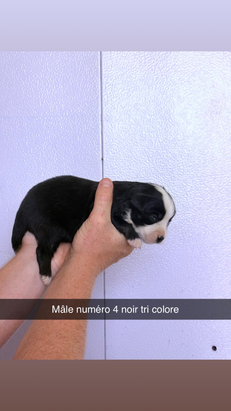 Chiot N°3 - Berger Américain Miniature
