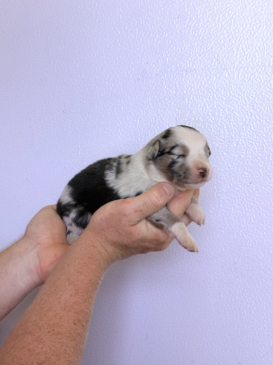Chiot N°4 - Berger Américain Miniature