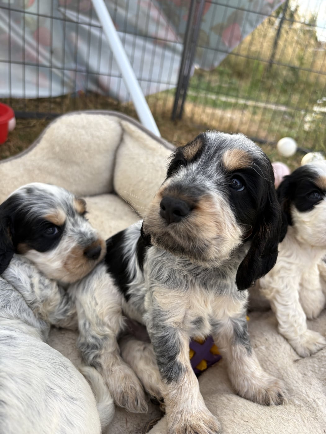 Chiot N°1 - Cocker Spaniel Anglais