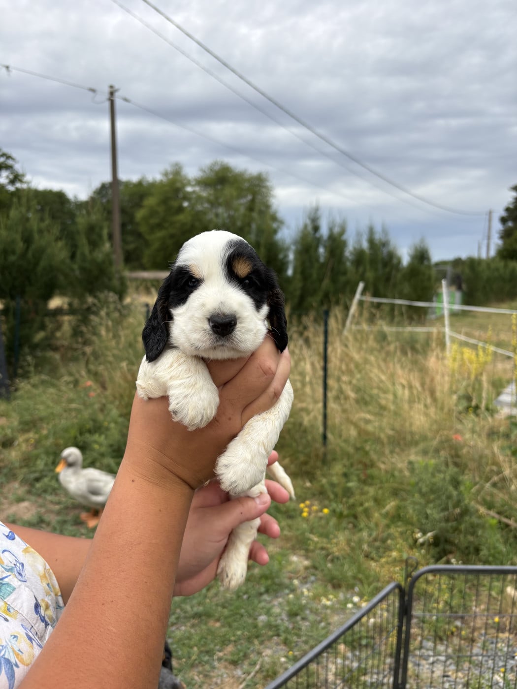 Chiot N°3 - Cocker Spaniel Anglais