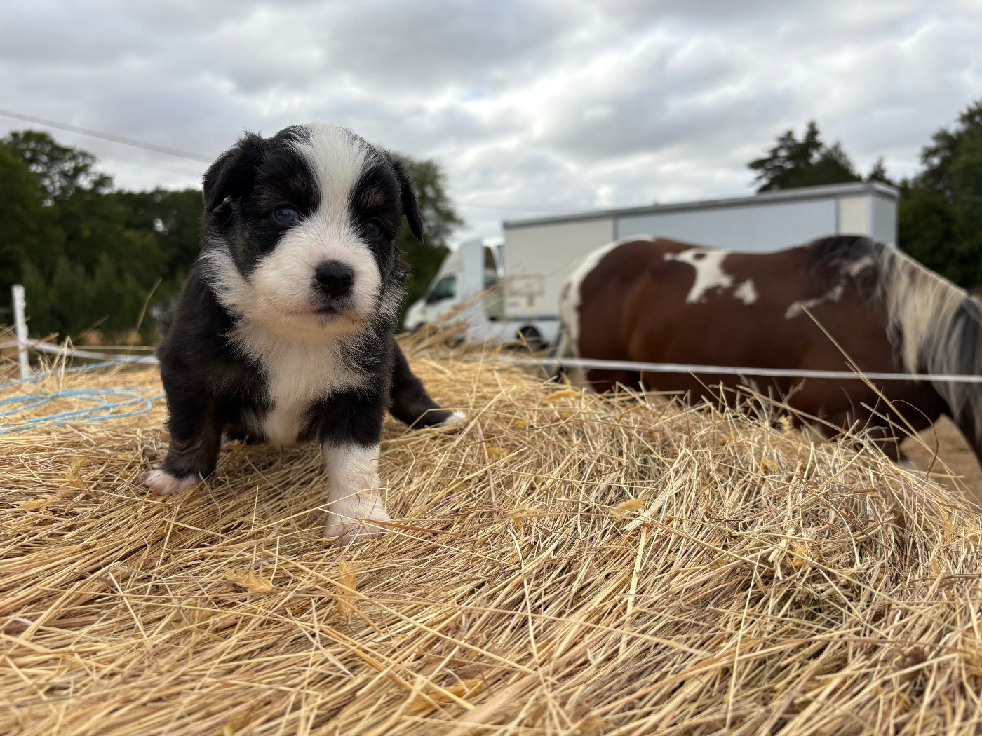 Chiot N°3