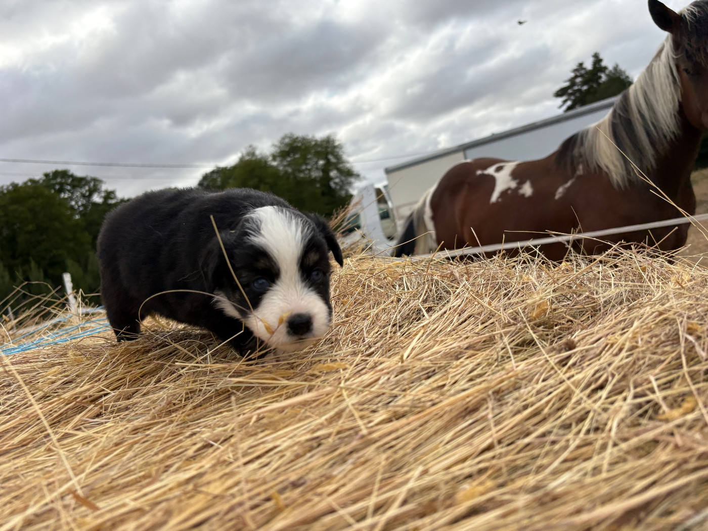 Chiot N°3