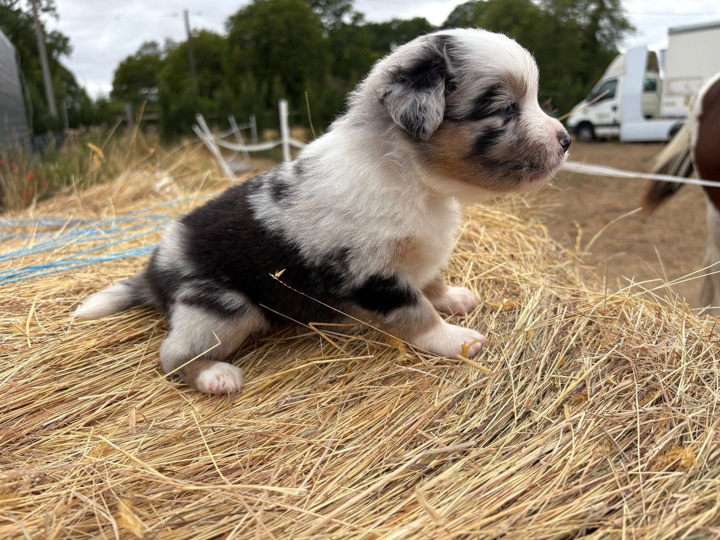 Chiot N°4
