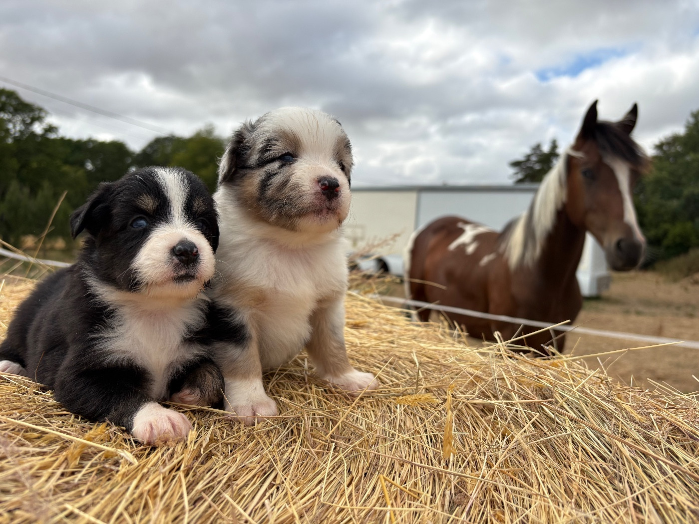 Chiot N°4