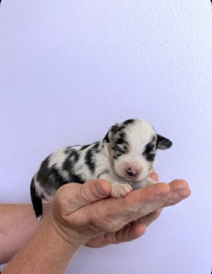 Les chiots de Berger Américain Miniature 