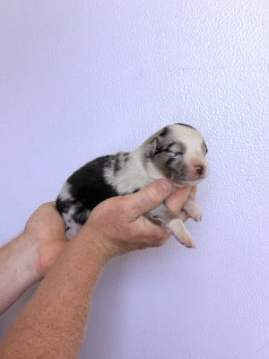 Les chiots de Berger Américain Miniature 