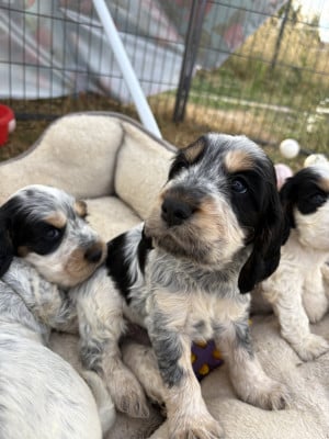 Les chiots de Cocker Spaniel Anglais