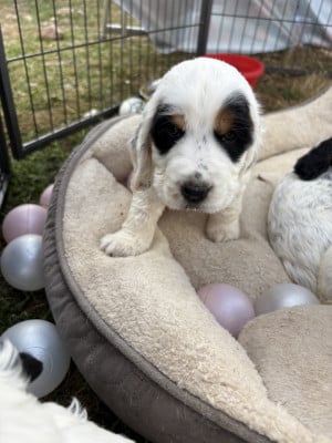 Les chiots de Cocker Spaniel Anglais
