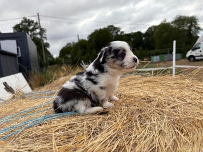 Les chiots de Berger Américain Miniature 