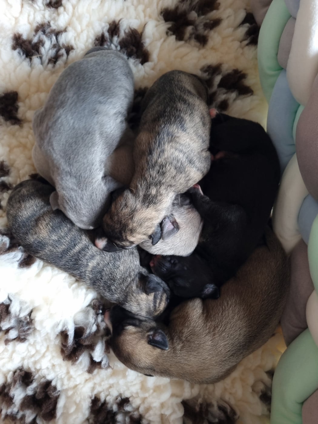 Chiot Whippet