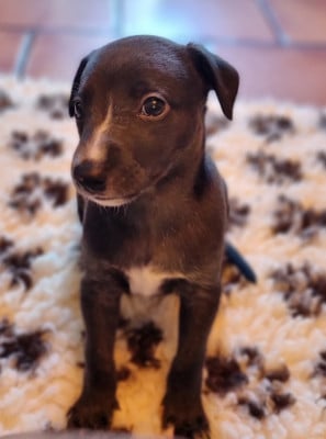 Les chiots de Whippet