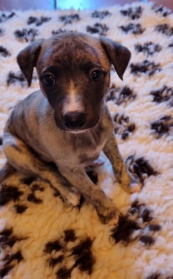 Les chiots de Whippet
