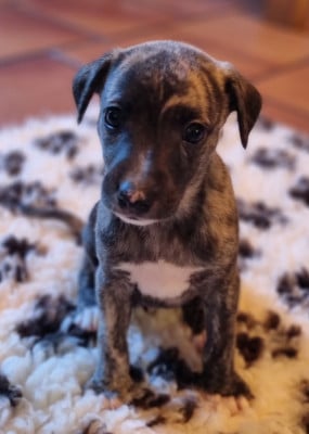 Les chiots de Whippet
