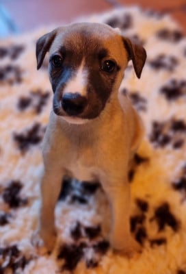 Les chiots de Whippet