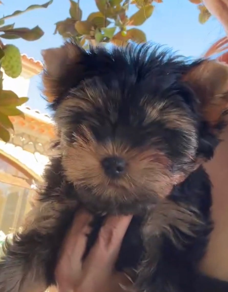 CHENALY'S DREAM BLACK PEARL - Yorkshire Terrier