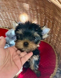 Les chiots de Yorkshire Terrier