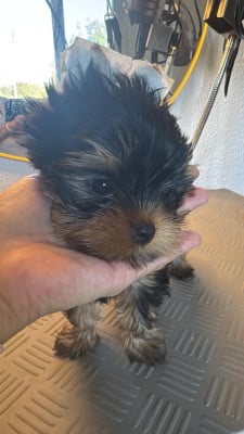 Les chiots de Yorkshire Terrier