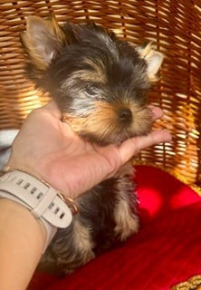Yorkshire Terrier - Chenaly?s Dream
