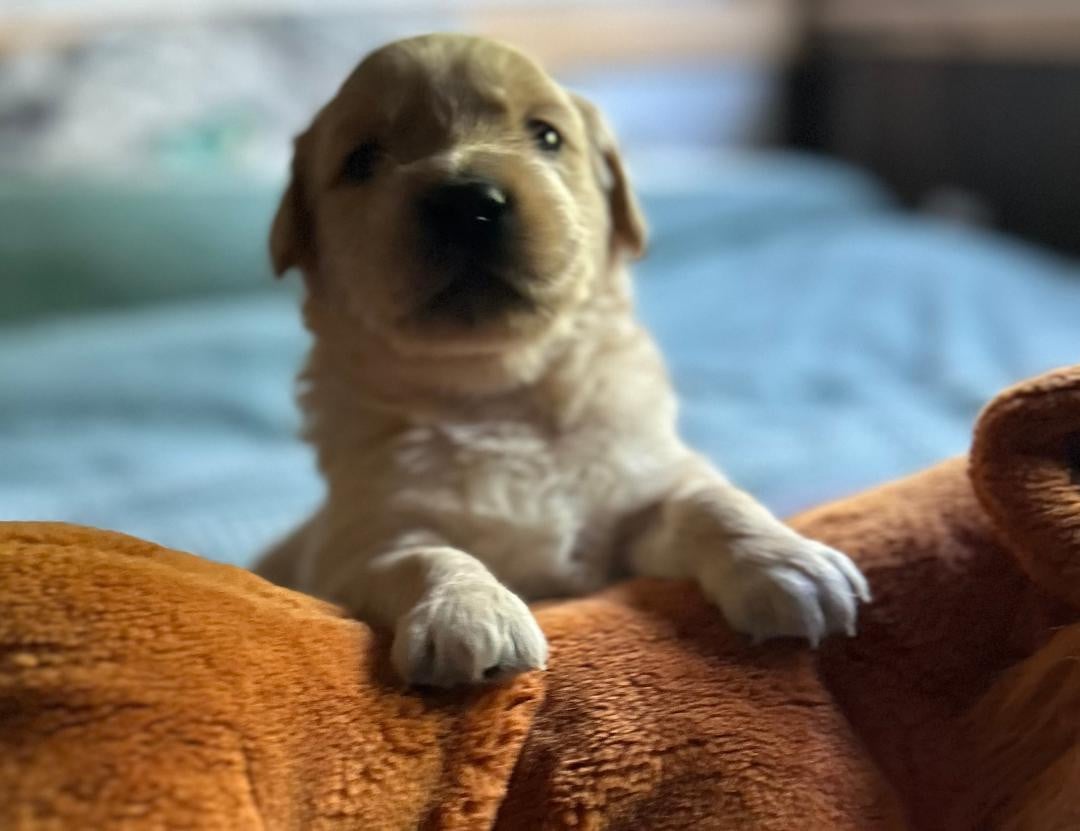 Mister Orange - Golden Retriever