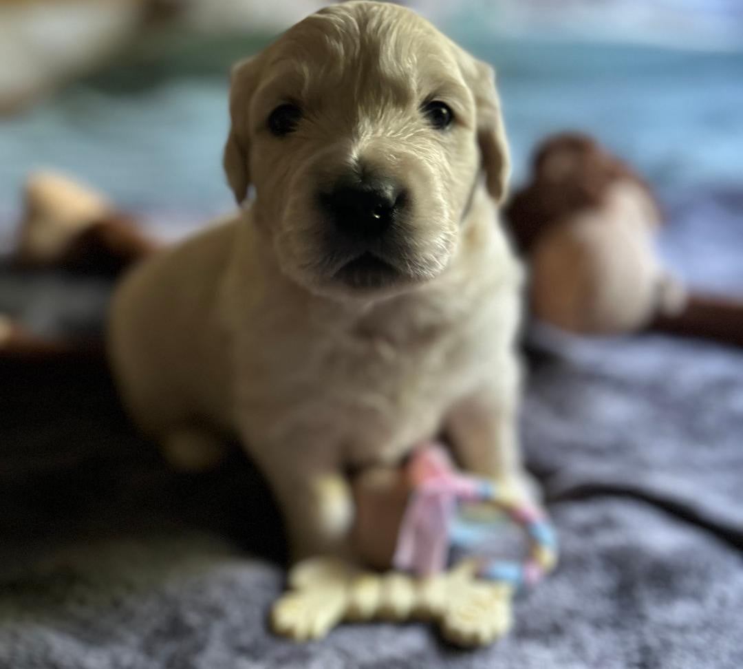 Mister Vert - Golden Retriever