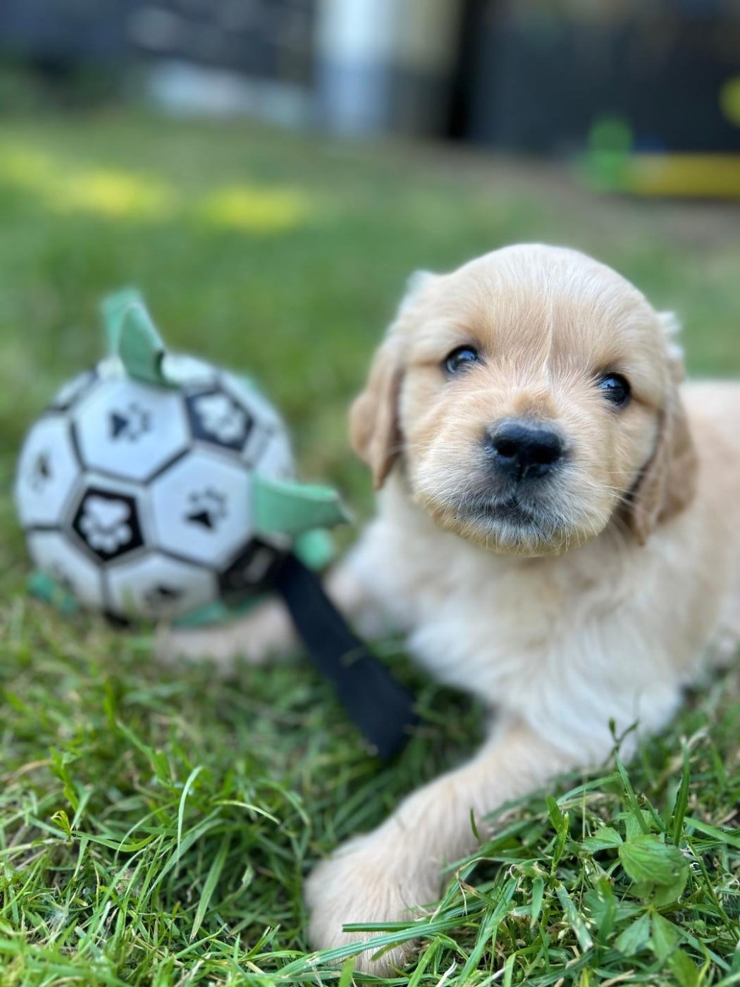 Mister Bleu