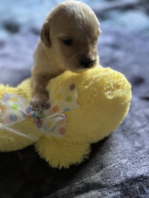 Les chiots de Golden Retriever