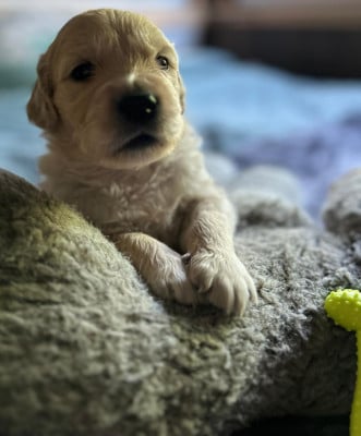 Les chiots de Golden Retriever
