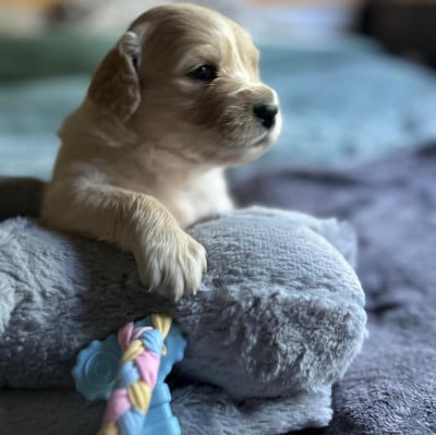 Les chiots de Golden Retriever